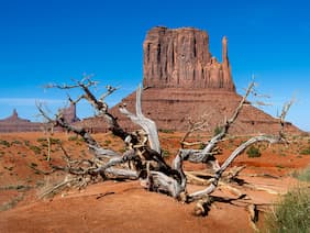 The stark beauty of a twisted, dead tree set against the vibrant red buttes and deep blue sky captures the rugged essence of desert landscapes. West Mitten butte, Monument Valley, Arizona.    Photo by Joseph Corl on Unsplash,