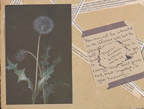 Detail of collage showing dandelion and pieces of text.  