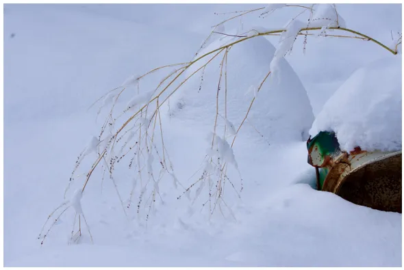A snowy ground with a stem of a dead plant and a rusted, colorful bucket in the foreground.