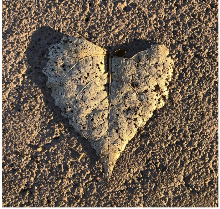 Photograph of a dried heart-shaped leaf.